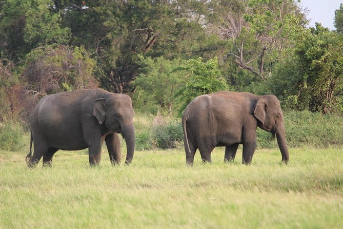Minneriya National Park Safari from Polonnaruwa - Why Minneriya works so well for a short safari