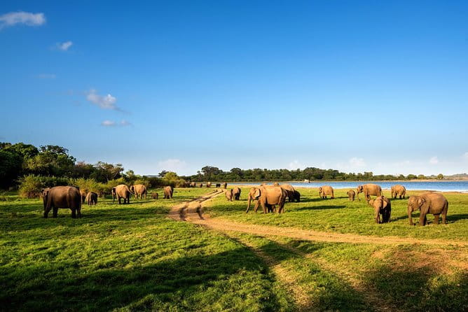 Minneriya National Park Safari from Polonnaruwa - Morning safari or afternoon safari?