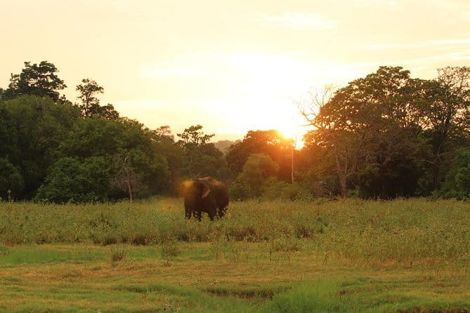 Minneriya National Park Safari from Polonnaruwa - Polonnaruwa adds an important cultural setting