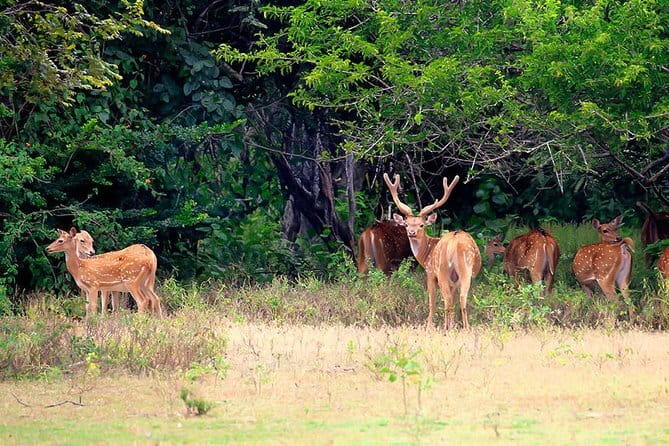 Minneriya National Park Safari from Polonnaruwa - What to bring and how to plan