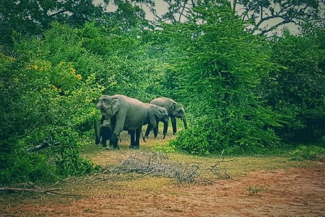 Minneriya National Park Safari | Jeep with Tickets - Why this safari is worth considering near Anuradhapura