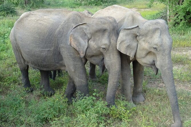 Minneriya National Park Safari | Jeep with Tickets - The Elephant Gathering and what you might see