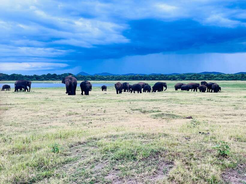 Minneriya National Park : Safari Jeep with Tickets - Who should choose this safari?