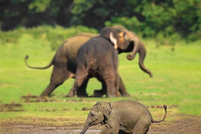 Minneriya National Park Safari [private , full package] - Why Minneriya is famous for elephants