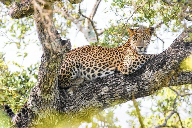 Minneriya National Park Safari [private , full package] - Beyond elephants: monkeys, buffalo, birds, and more