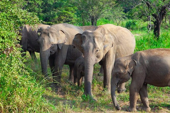 Minneriya National Park Safari [private , full package] - Is $100 per person good value?