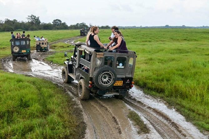 Minneriya National Park Safari [private , full package] - Choosing morning or afternoon