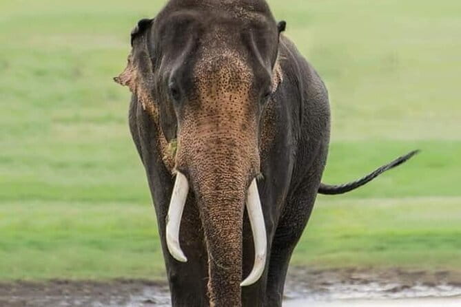 Minneriya National Park Safari [private , full package] - Starting from Dambulla with a private Jeep