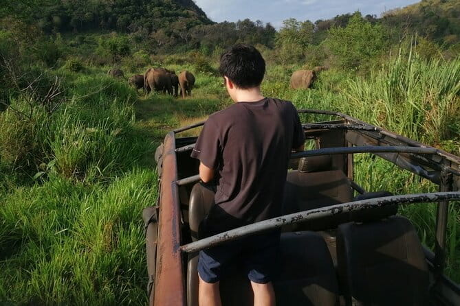 Minneriya National Park Safari - Private Jeep with Hotel Pickup - Why this safari is really about the elephants