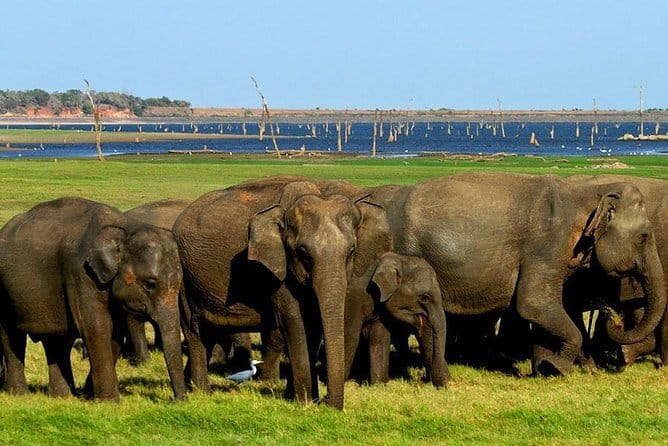Minneriya National Park Safari - Private Jeep with Hotel Pickup - What the change to Kaudulla or Hurulu means