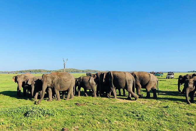 Minneriya National park Safari Sri Lanka - Why Minneriya works well from Habarana
