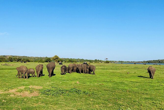 Minneriya National park Safari Sri Lanka - The practical strengths and weak points