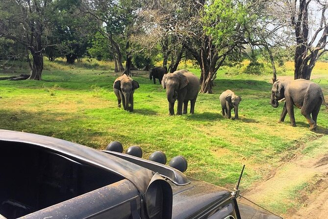 Minneriya National park Safari Sri Lanka - Three to four hours among Minneriya’s wildlife