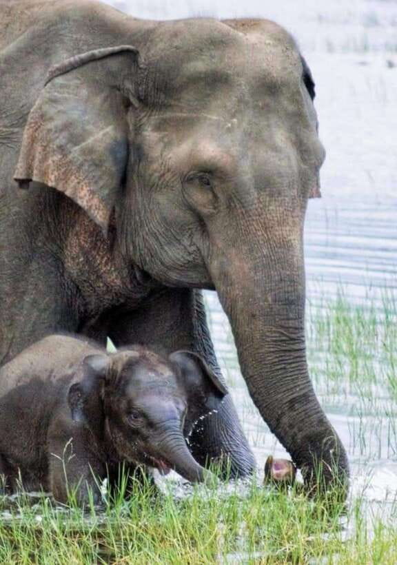 Minneriya National Park Wild Elephant Safari - Private - Key points to know before booking