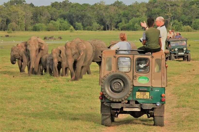 Minneriya National Park Wild Elephant Safari - Private - A few practical cautions
