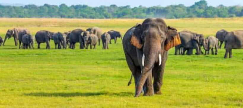 Minneriya National Park Wild Elephant Safari - Private - Who should book this safari?