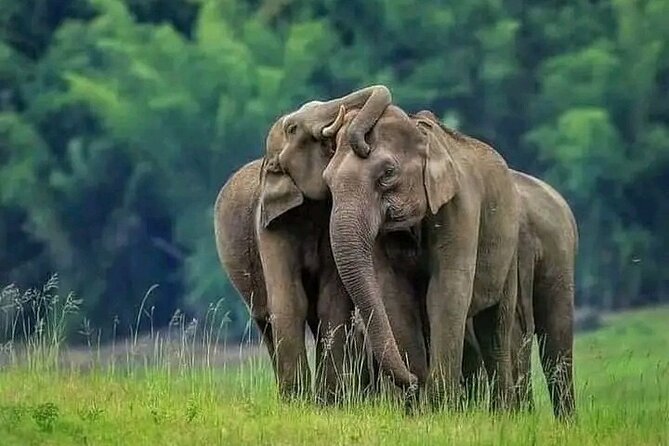 Minneriya National Park Wildlife & Elephant Safari from Sigiriya - Key points before you book