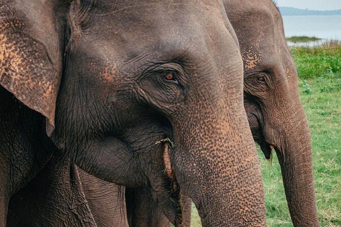 Minneriya National Park Wildlife & Elephant Safari from Sigiriya - Why an elephant safari from Sigiriya works so well