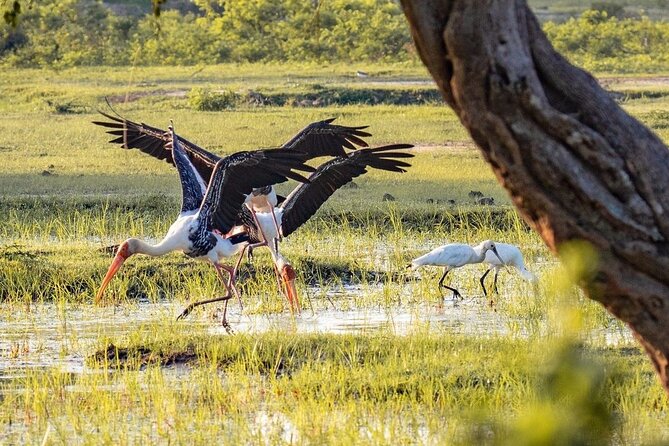 Minneriya National Park Wildlife & Elephant Safari from Sigiriya - Hurulu Eco Park and a quieter option