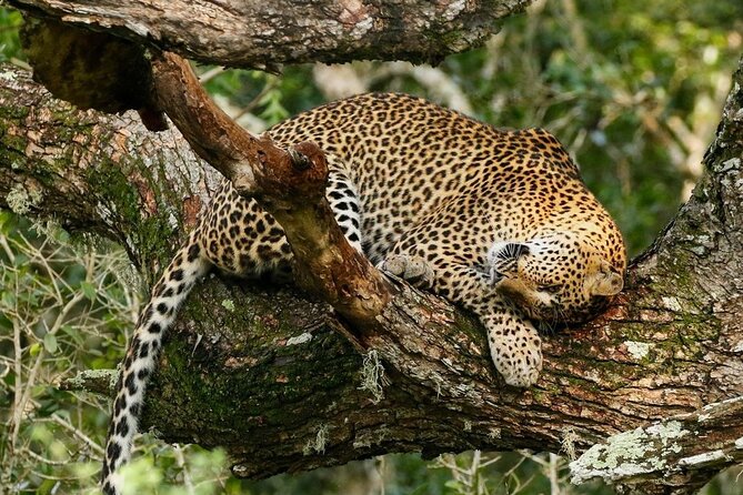 Minneriya National Park Wildlife & Elephant Safari from Sigiriya - What the guide adds to the safari