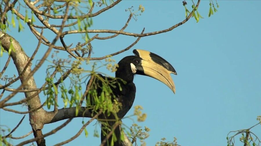 Minneriya: Private Jeep Safari From Trincomalee - Should you book the Minneriya safari?