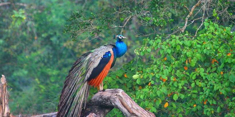 Minneriya: Private Jeep Safari From Trincomalee - Light, photography, and the rhythm of the safari