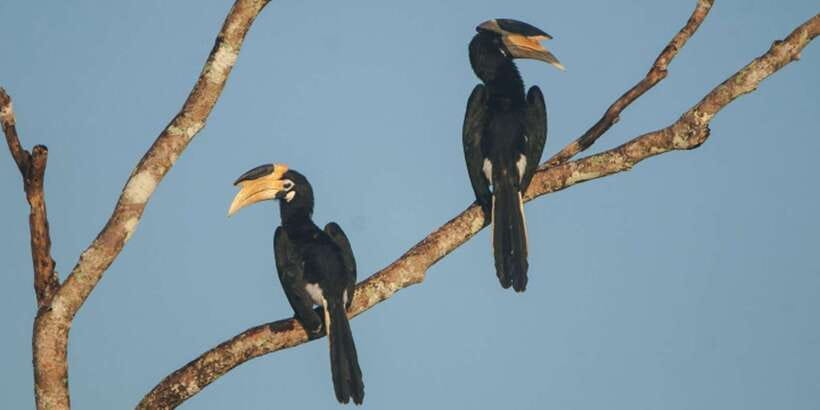 Minneriya: Private Jeep Safari From Trincomalee - Comfort, safety, and who should skip it