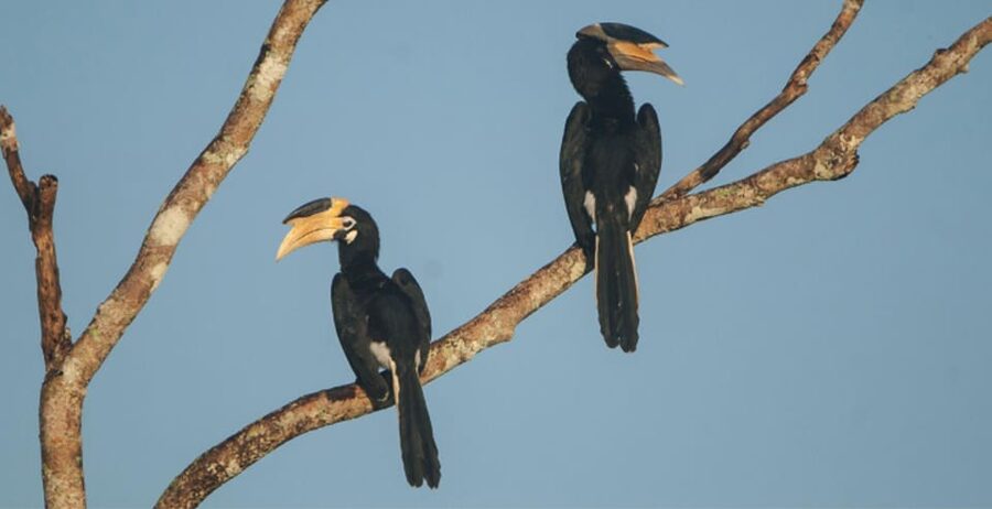 Minneriya: Private Jeep Safari From Trincomalee - Booking details that can save you trouble