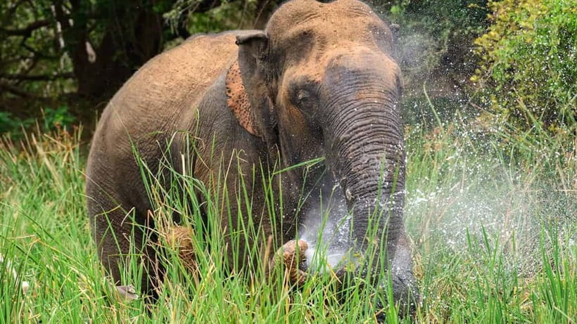 Minneriya Safari Park Private Tour From Habarana/Sigiriya - Key Points Before You Book