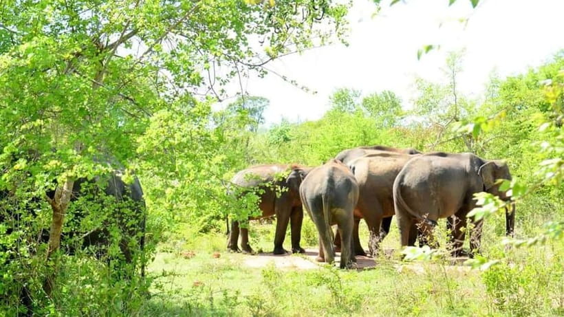 Minneriya Safari Park Private Tour From Habarana/Sigiriya - Why Minneriya Is One of Sri Lanka’s Best Elephant Stops