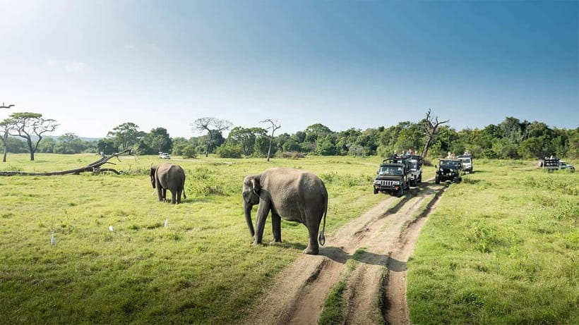 Minneriya Safari Park Private Tour From Habarana/Sigiriya - Inside the Private Jeep