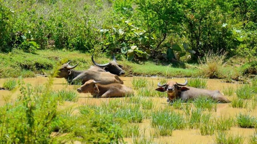 Minneriya Safari Park Private Tour From Habarana/Sigiriya - Who Will Enjoy This Safari Most