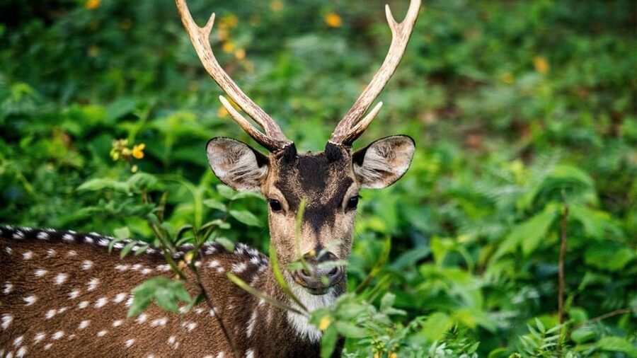 Minneriya Safari Park Private Tour From Habarana/Sigiriya - Practical Things to Know Before You Go