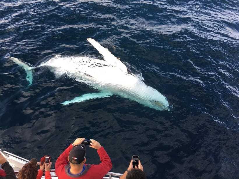 Mirissa: Luxury Sailing Boat Dolphin and Whale Watching - Practical points that affect your day