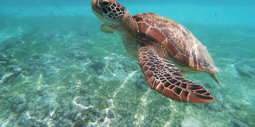 Mirissa: Snorkeling Experience with Turtles - Key points to know before you book