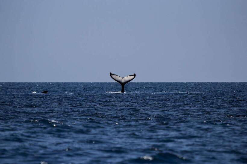 Mirissa: Sunset Catamaran Sailing Boat Tour with Dinner - Key points at a glance