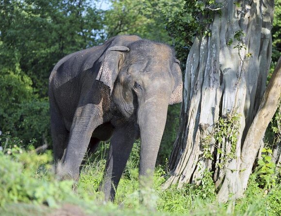 Mirissa to Ella Shuttle & Udawalawe Safari Drive with Breakfast - Key points to know before booking