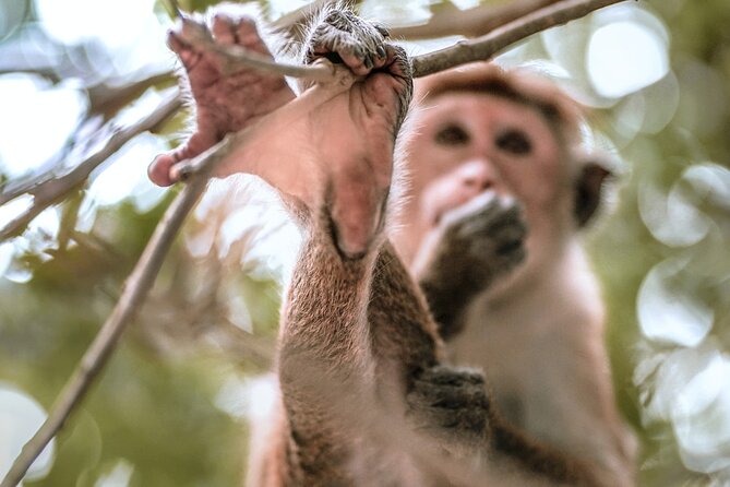 Mirissa to Ella Shuttle & Udawalawe Safari Drive with Breakfast - Breakfast before the animals