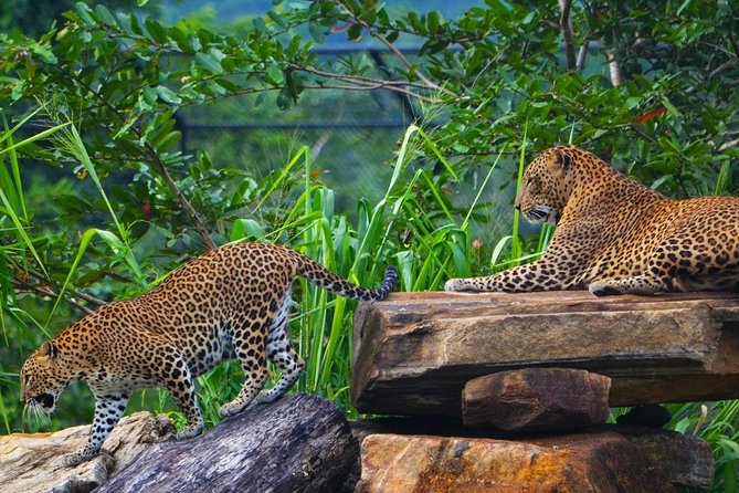 Mirissa To Ella Via Udawalawe Safari With Mirissa Cabs Sri Lanka - Choosing the right start time