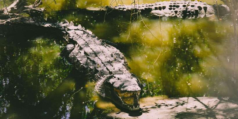 Mirissa: Udawalawe & YALA Safaris + lunch, Drop off: Ella - The Tissamaharama lunch stop