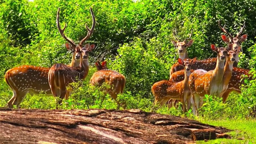 Mirissa: Udawalawe & YALA Safaris + lunch, Drop off: Ella - Yala National Park: three afternoon hours