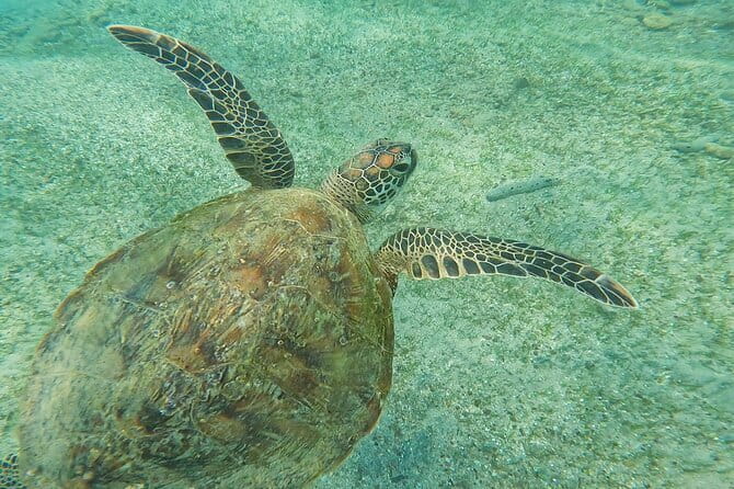 Mirissa Unforgettable Snorkeling Experience with Turtles - Is $24 per person fair?