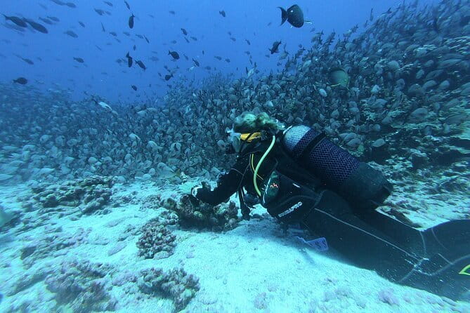 Mirissa Unforgettable Snorkeling Experience with Turtles - Who will enjoy this most?