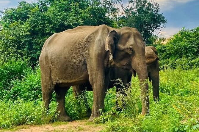 Mirissa, Weligama, Ahangama Transfer to Ella and Udawalawa Safari - Key things to know before booking
