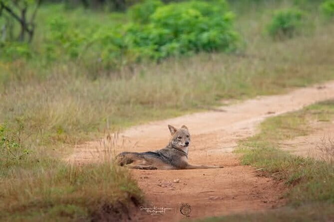 Mirissa, Weligama, Ahangama Transfer to Ella and Udawalawa Safari - Who should book this Udawalawe transfer?