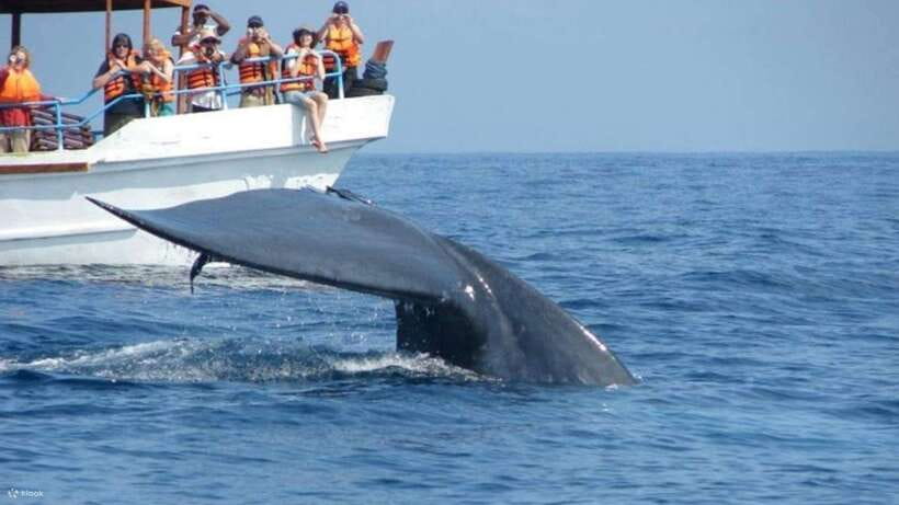 Mirissa: Whale & dolphin Watching Boat Tour with Breakfast - Key Points at a Glance