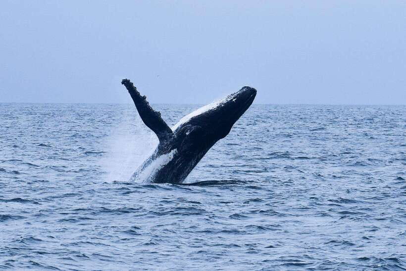 Mirissa: Whale & dolphin Watching Boat Tour with Breakfast - Starting Before Sunrise at Mirissa Harbour