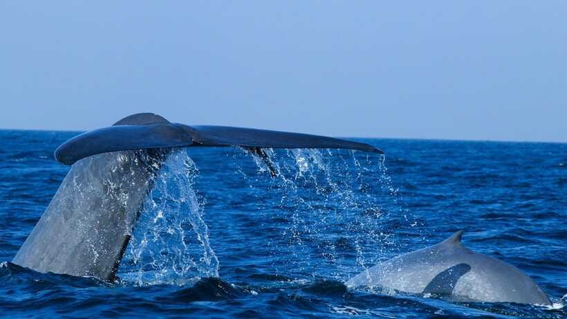 Mirissa: Whale & dolphin Watching Boat Tour with Breakfast - Safety Gear That Helps You Relax