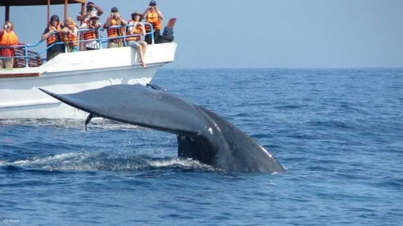 Mirissa: Whale & dolphin Watching Boat Tour with Breakfast - Booking, Pickup, and What to Pack