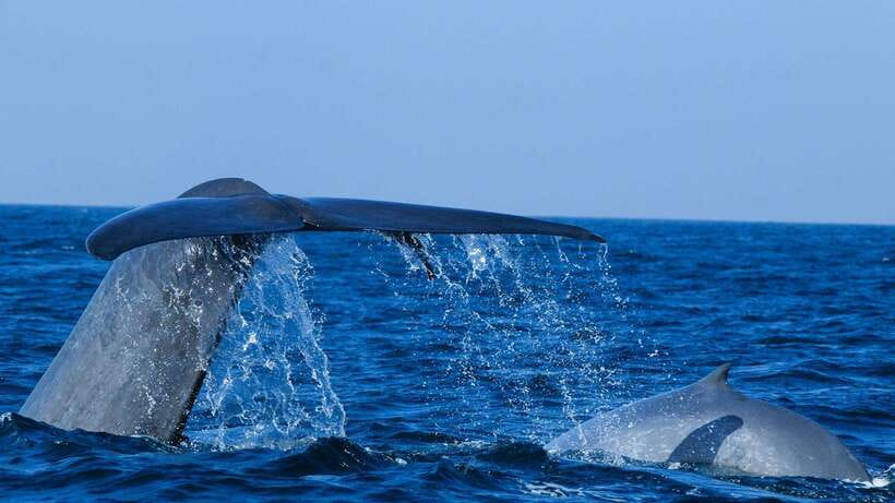 Mirissa: Whale & dolphin Watching Boat Tour with Breakfast - Breakfast Before the Whale Search